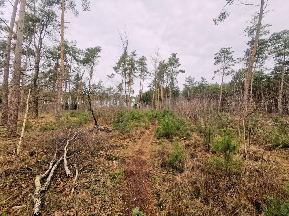 Outdoors Holten wandeling 5 km