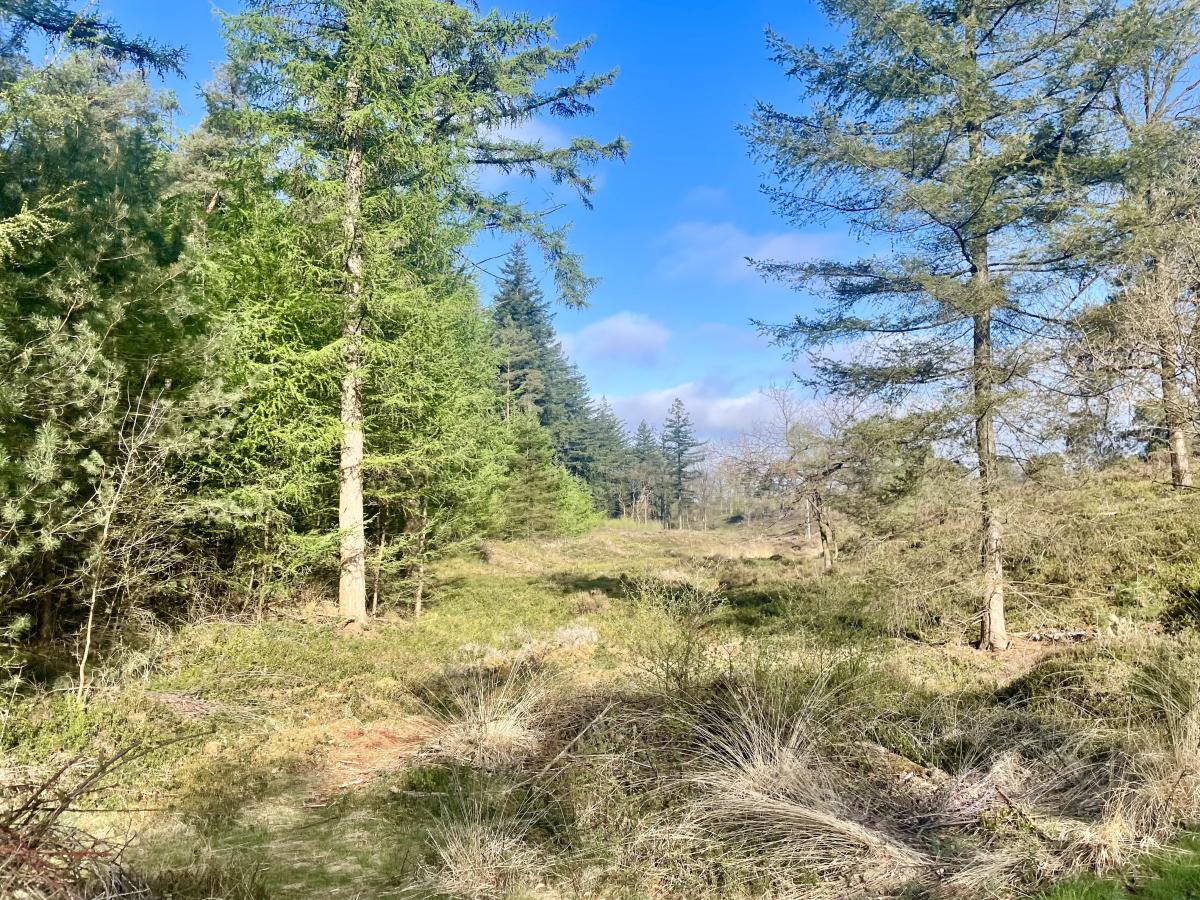 Holterberg wandelen 5 km