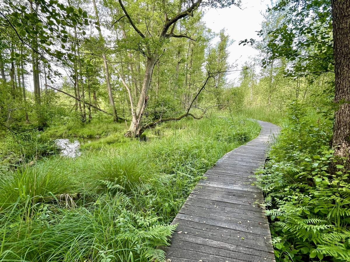 Vlonderpad Meinweg / Knuppelpad Sint Ludwig Vlodrop