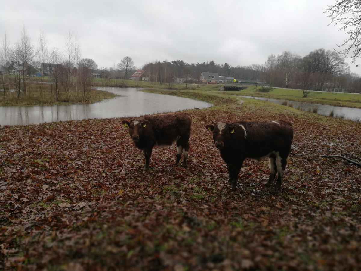 Wandeling door Nijreesbos - Doorbraak | Wandelroute Bornerbroek - Almelo