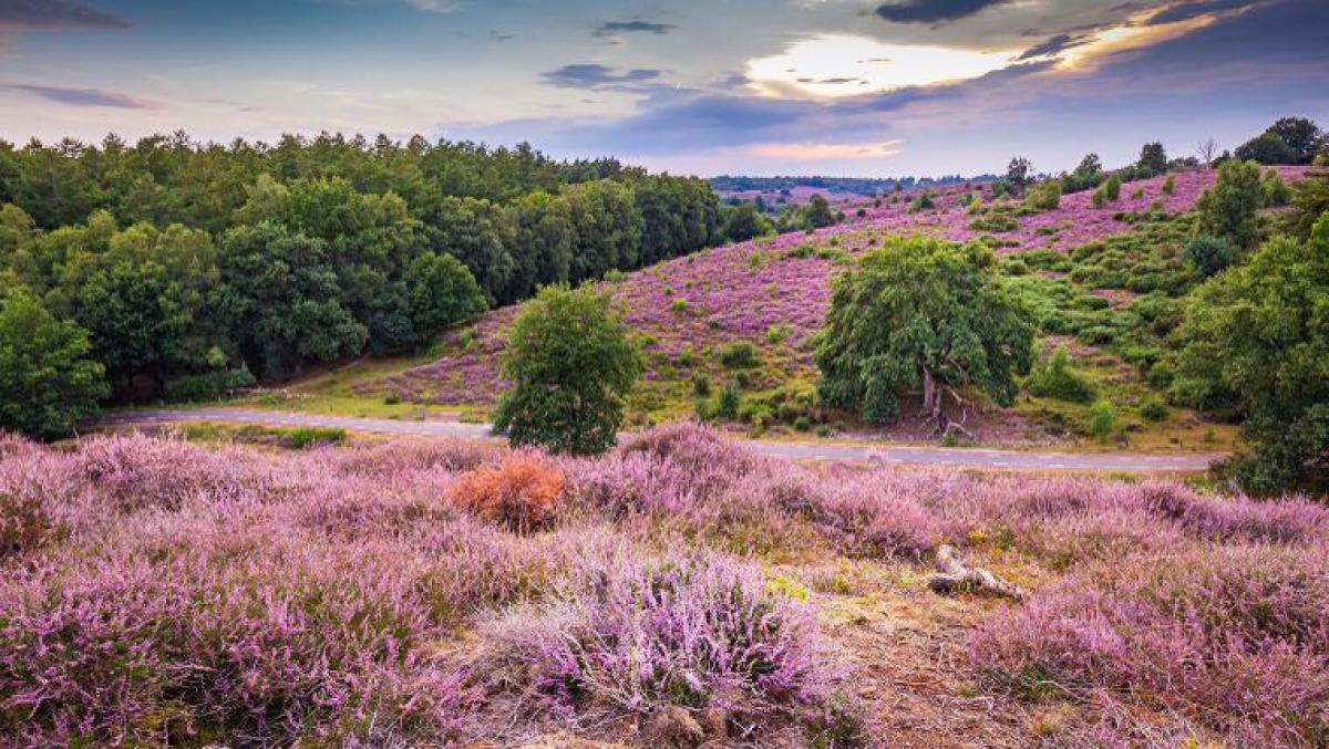 Autoroute over de Veluwe - van Apeldoorn naar Arnhem en terug