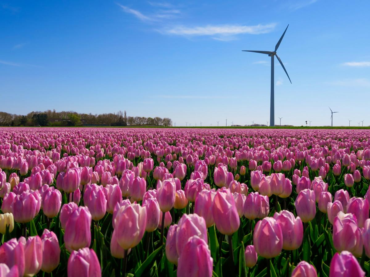Tulpenroute Flevoland autoroute