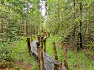 Wandelroute plankenpad / vlonderpad Dwingelderveld (Spier)