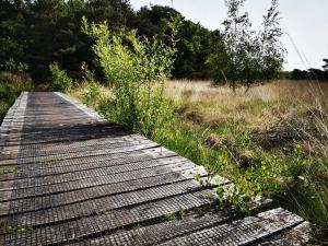 Vlonderpad Buurserzand / Steenhaarsplassen en Buursermeertje | wandelroute