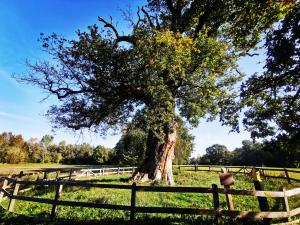 Wandelroute Dikke Boom bij Huis Verwolde te Laren GLD