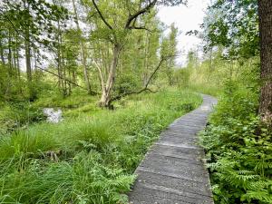 Vlonderpad Meinweg / Knuppelpad Sint Ludwig Vlodrop