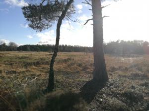 Wandeling Twickel, Noordmolen en wandelroute door het Veengebied