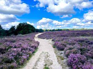 Deelerwoud wandelen