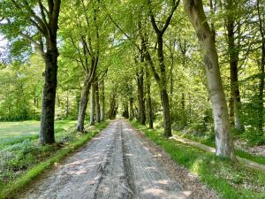 Wandeling over de lange lanen van Landgoed Twickel