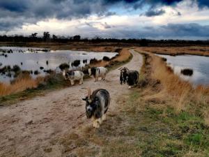 Engbertsdijksvenen wandelroute: wandelen bij Kloosterhaar / Vriezenveen
